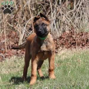 Easton, Belgian Malinois Puppy